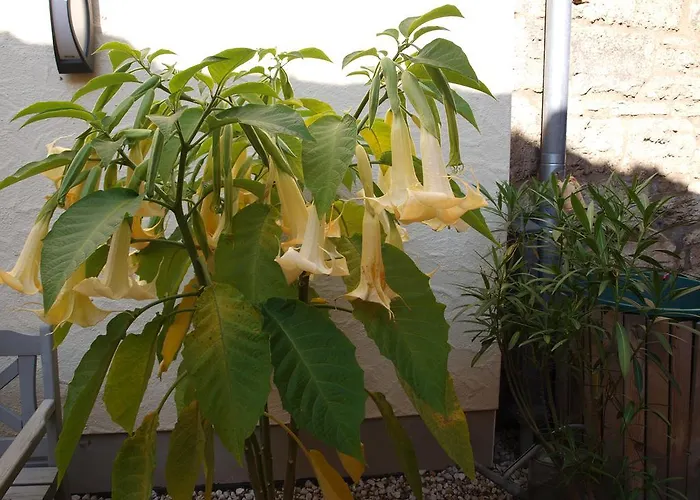 Am Butterturm Lägenhet